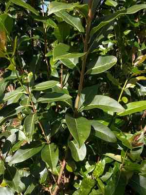 Hawai'i olive(Nestegis sandwicensis)