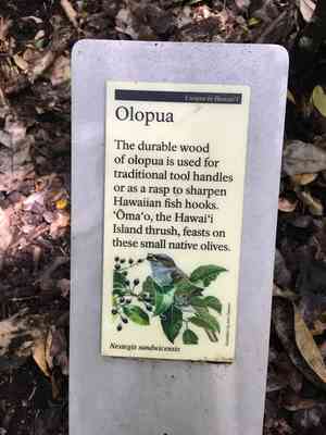Hawai'i olive(Nestegis sandwicensis)