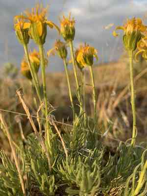 Narrowleaf mock goldenweed(Nestotus stenophyllus)