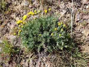 Narrowleaf mock goldenweed(Nestotus stenophyllus)