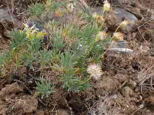 Narrowleaf mock goldenweed(Nestotus stenophyllus)