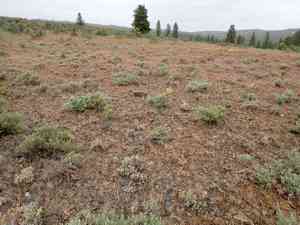 Narrowleaf mock goldenweed(Nestotus stenophyllus)