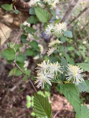 Alabama snow wreath(Neviusia alabamensis)