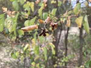 Alabama snow wreath(Neviusia alabamensis)