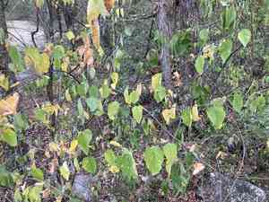 Alabama snow wreath(Neviusia alabamensis)