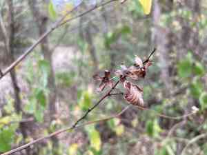 Alabama snow wreath(Neviusia alabamensis)