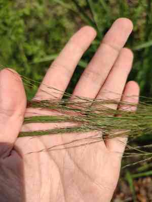 Silk-reed(Neyraudia reynaudiana)