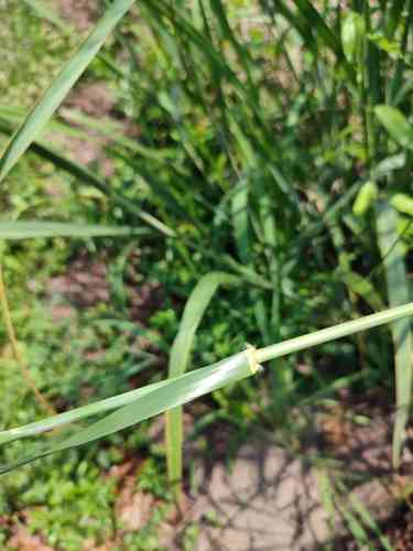 Silk-reed(Neyraudia reynaudiana)