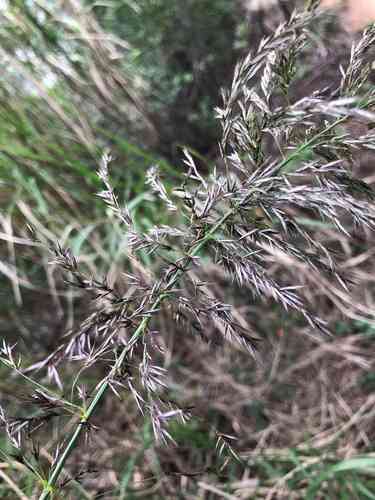 Silk-reed(Neyraudia reynaudiana)