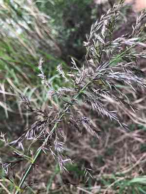 Silk-reed(Neyraudia reynaudiana)
