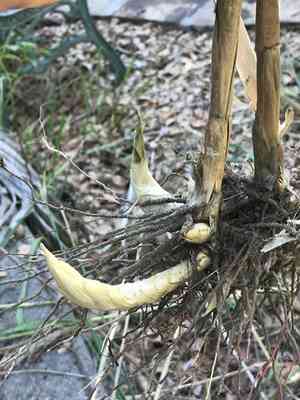 Silk-reed(Neyraudia reynaudiana)