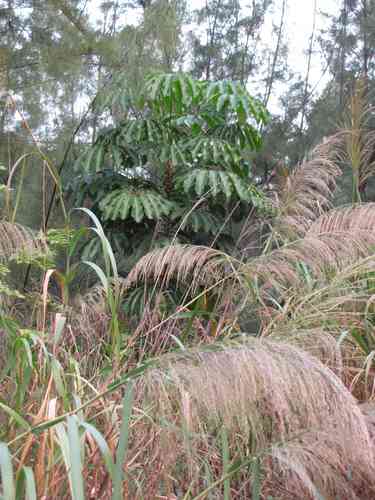 Silk-reed(Neyraudia reynaudiana)
