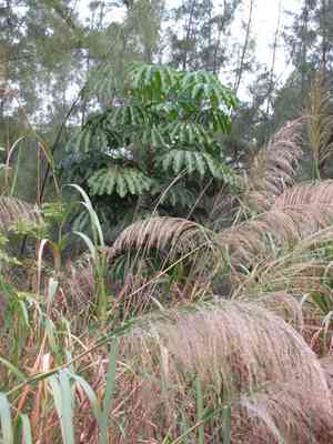 Silk-reed(Neyraudia reynaudiana)