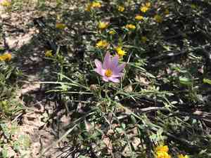 Edwards' hole-in-the-sand plant(Nicolletia edwardsii)