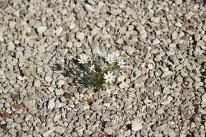Edwards' hole-in-the-sand plant(Nicolletia edwardsii)