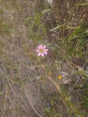 Edwards' hole-in-the-sand plant(Nicolletia edwardsii)