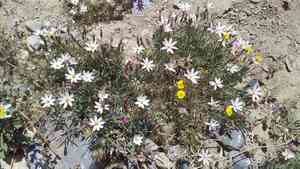 Edwards' hole-in-the-sand plant(Nicolletia edwardsii)