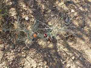Mojave hole-in-the-sand plant(Nicolletia occidentalis)