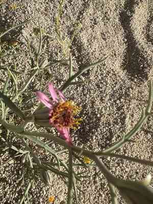Mojave hole-in-the-sand plant(Nicolletia occidentalis)
