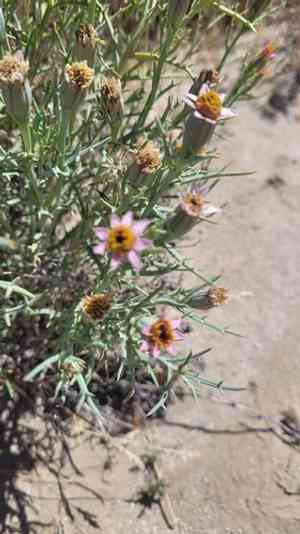 Mojave hole-in-the-sand plant(Nicolletia occidentalis)