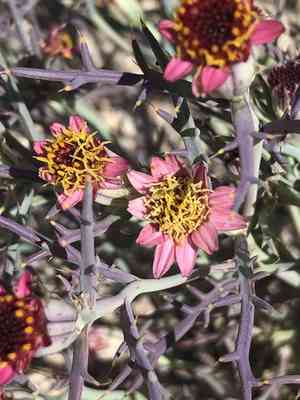 Mojave hole-in-the-sand plant(Nicolletia occidentalis)