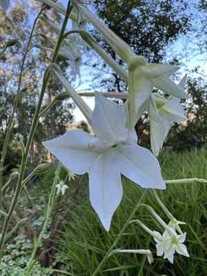 Flowering tobacco(Nicotiana alata)