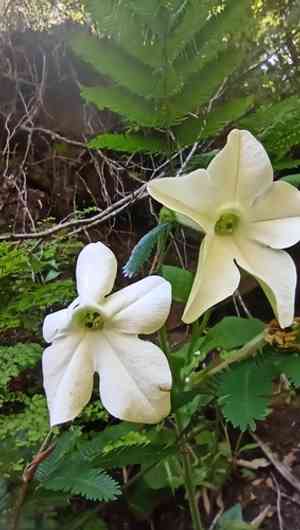 Flowering tobacco(Nicotiana alata)