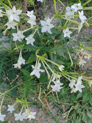 Flowering tobacco(Nicotiana alata)