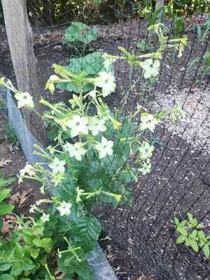 Flowering tobacco(Nicotiana alata)