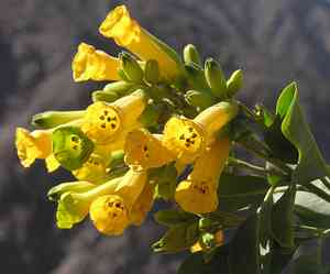 Tree tobacco(Nicotiana glauca)