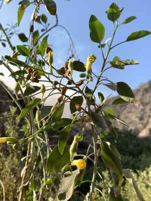 Tree tobacco(Nicotiana glauca)