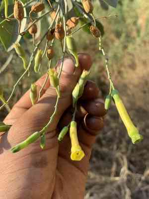 Tree tobacco(Nicotiana glauca)