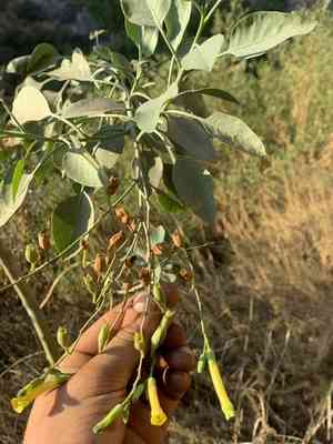 Tree tobacco(Nicotiana glauca)
