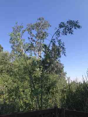 Tree tobacco(Nicotiana glauca)