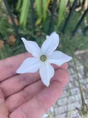 Long-flower tobacco(Nicotiana longiflora)