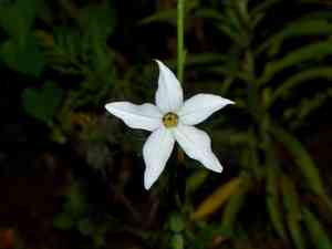 Long-flower tobacco(Nicotiana longiflora)
