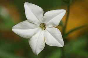 Long-flower tobacco(Nicotiana longiflora)