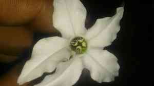 Long-flower tobacco(Nicotiana longiflora)