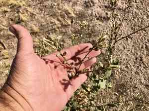Desert tobacco(Nicotiana obtusifolia)