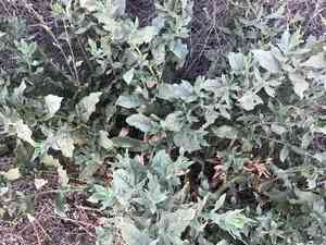 Desert tobacco(Nicotiana obtusifolia)