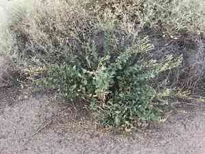 Desert tobacco(Nicotiana obtusifolia)