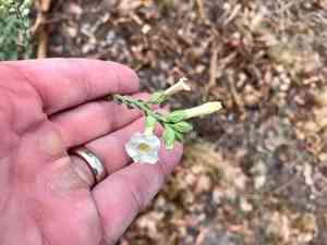 Desert tobacco(Nicotiana obtusifolia)