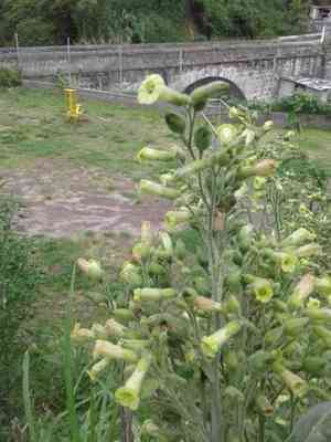 Aztec tobacco(Nicotiana rustica)