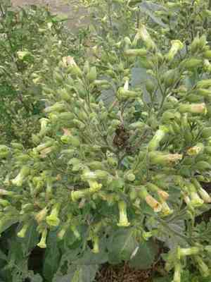 Aztec tobacco(Nicotiana rustica)