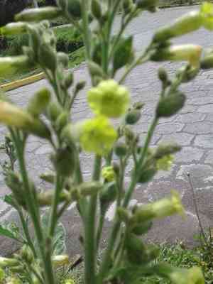 Aztec tobacco(Nicotiana rustica)