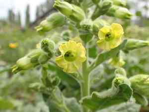 Aztec tobacco(Nicotiana rustica)