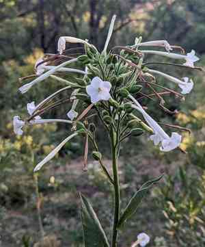 South american tobacco(Nicotiana sylvestris)