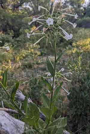 South american tobacco(Nicotiana sylvestris)