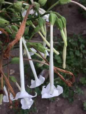 South american tobacco(Nicotiana sylvestris)