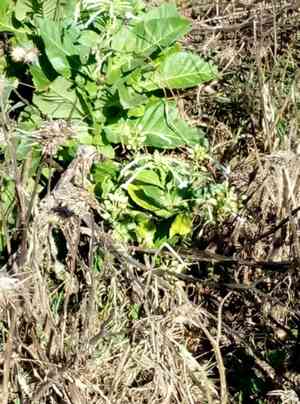 South american tobacco(Nicotiana sylvestris)
